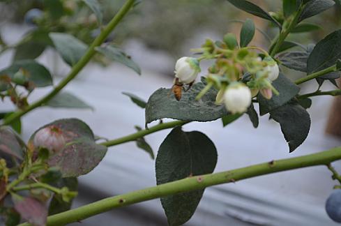 La conexión vital entre los arándanos y las abejas: cómo asegurar la sostenibilidad de nuestros cultivos